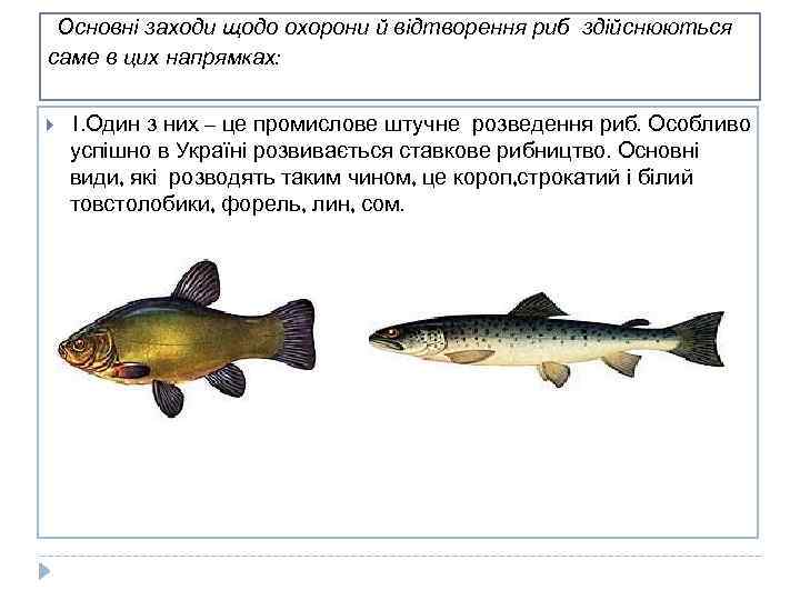 Основні заходи щодо охорони й відтворення риб здійснюються саме в цих напрямках: 1. Один