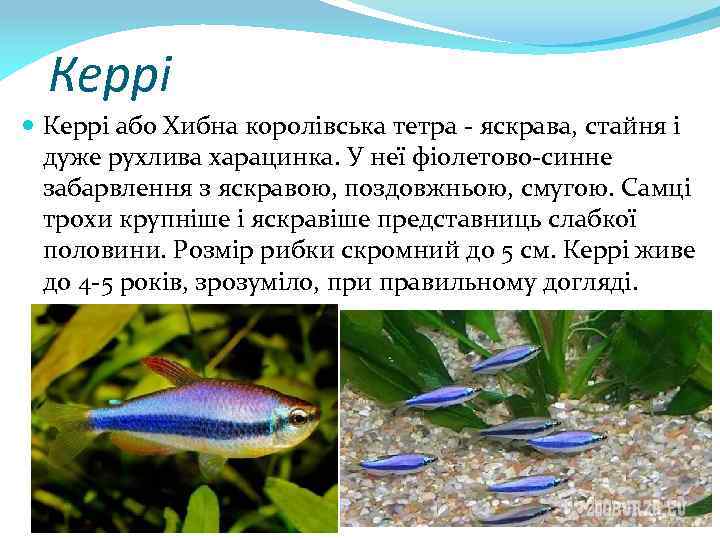 Керрі або Хибна королівська тетра - яскрава, стайня і дуже рухлива харацинка. У неї