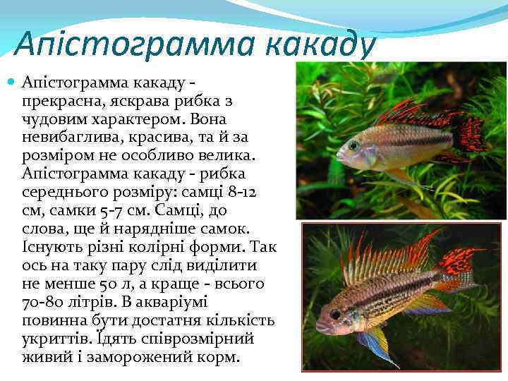 Апістограмма какаду - прекрасна, яскрава рибка з чудовим характером. Вона невибаглива, красива, та й