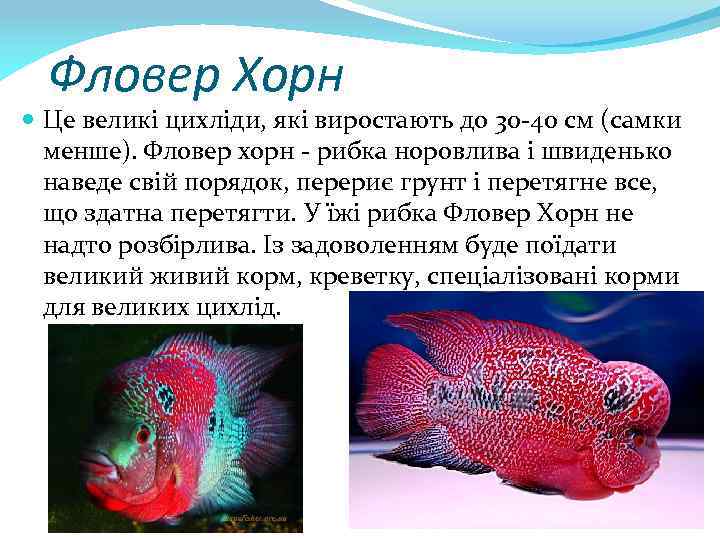 Фловер Хорн Це великі цихліди, які виростають до 30 -40 см (самки менше). Фловер