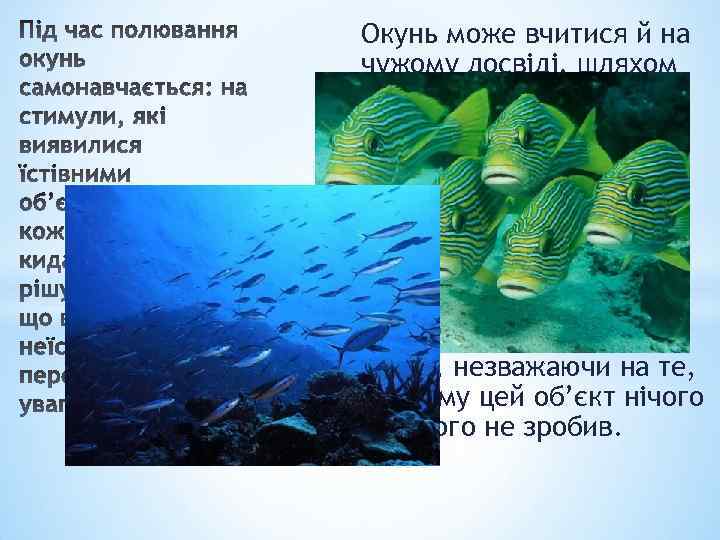 Окунь може вчитися й на чужому досвіді, шляхом наслідування. Так, якщо незнайомий об’єкт інші