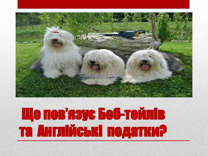 Що пов’язує Боб-тейлів та Англійські податки? 