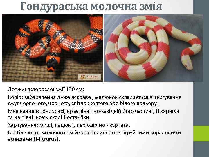 Гондураська молочна змія Довжина: дорослої змії 130 см; Колір: забарвлення дуже яскраве , малюнок