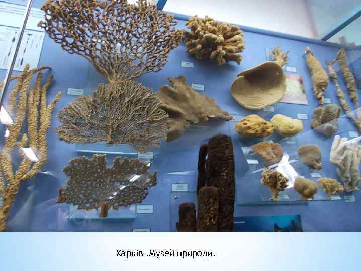 Харків. Музей природи. 