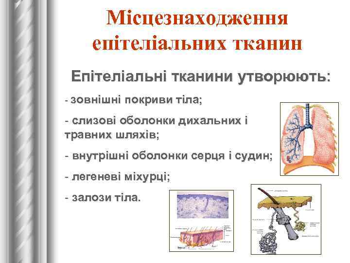 Місцезнаходження епітеліальних тканин Епітеліальні тканини утворюють: - зовнішні покриви тіла; - слизові оболонки дихальних