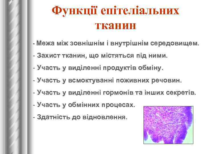 Функції епітеліальних тканин - Межа між зовнішнім і внутрішнім середовищем. - Захист тканин, що