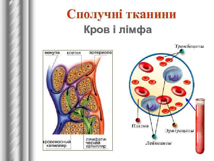 Сполучні тканини Кров і лімфа 