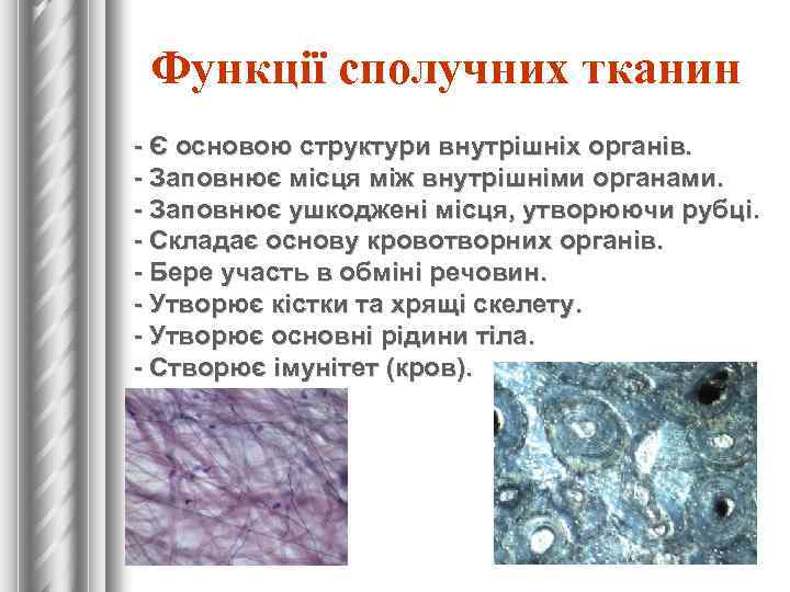 Функції сполучних тканин - Є основою структури внутрішніх органів. - Заповнює місця між внутрішніми