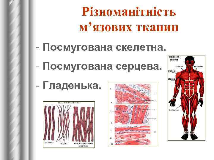  Різноманітність м’язових тканин - Посмугована скелетна. - Посмугована серцева. - Гладенька. 