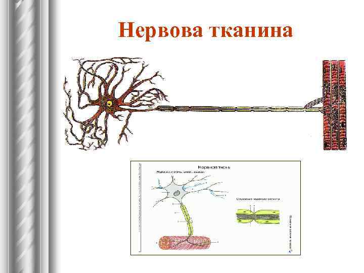  Нервова тканина 