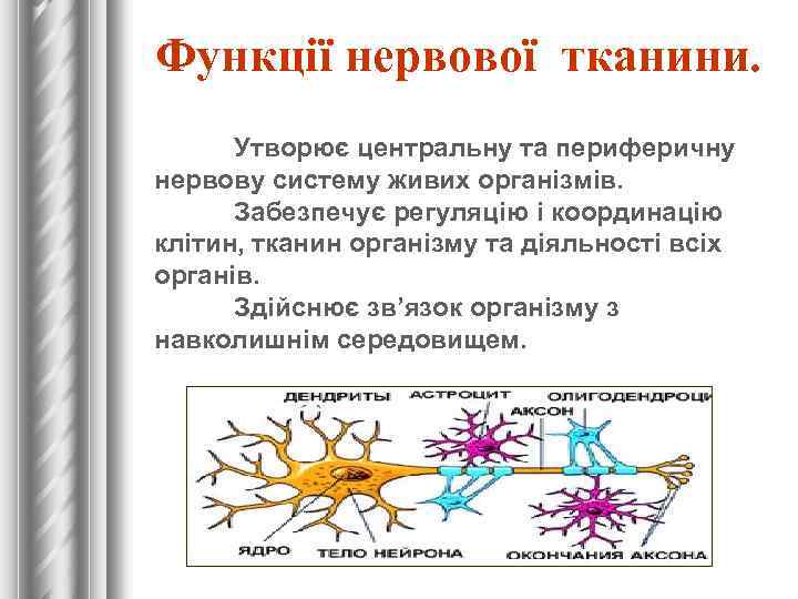  Функції нервової тканини. Утворює центральну та периферичну нервову систему живих організмів. Забезпечує регуляцію