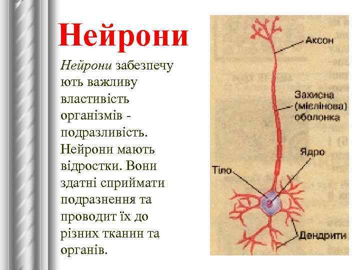 Нейрони забезпечу ють важливу властивість організмів - подразливість. Нейрони мають відростки. Вони здатні сприймати