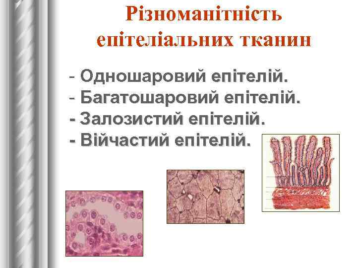 Різноманітність епітеліальних тканин - Одношаровий епітелій. - Багатошаровий епітелій. - Залозистий епітелій. - Війчастий