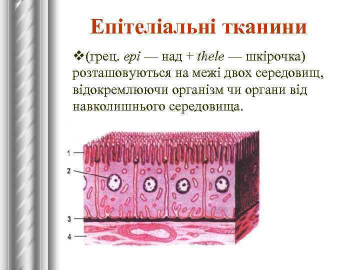 Епітеліальні тканини v(грец. epi — над + thele — шкірочка) розташовуються на межі двох