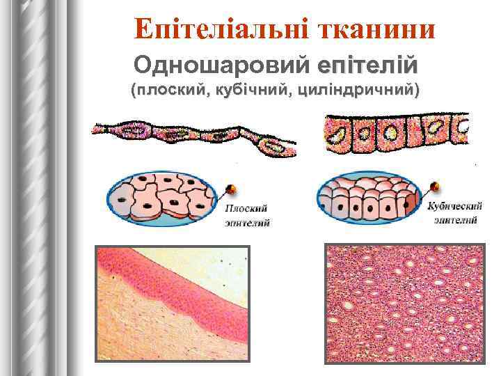 Епітеліальні тканини Одношаровий епітелій (плоский, кубічний, циліндричний) 