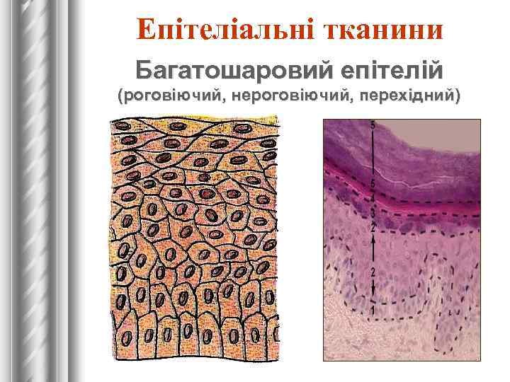 Епітеліальні тканини Багатошаровий епітелій (роговіючий, нероговіючий, перехідний) 