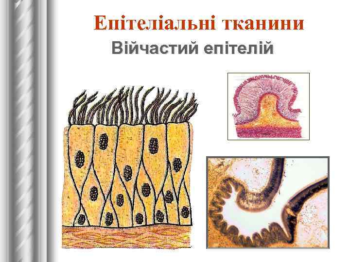 Епітеліальні тканини Війчастий епітелій 