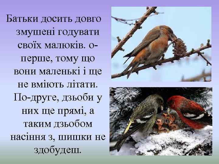 Батьки досить довго змушені годувати своїх малюків. оперше, тому що вони маленькі і ще