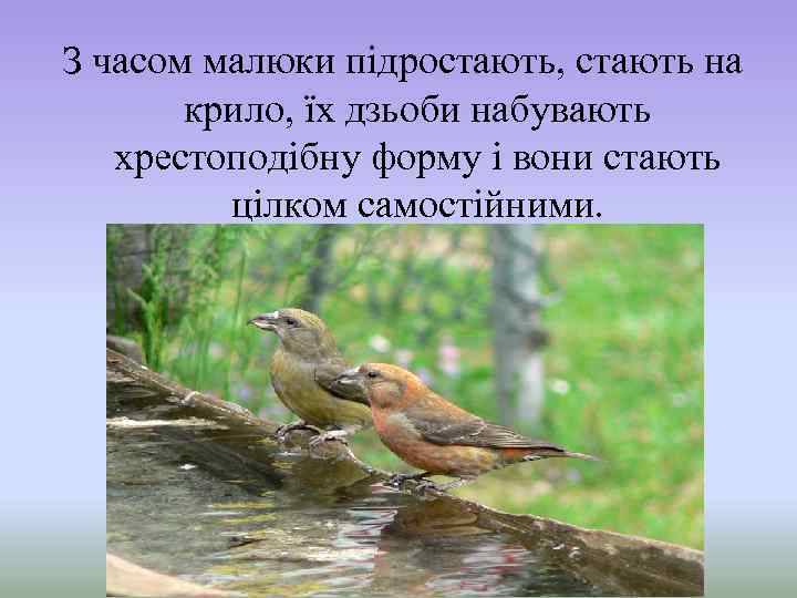З часом малюки підростають, стають на крило, їх дзьоби набувають хрестоподібну форму і вони