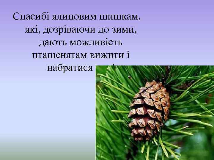 Спасибі ялиновим шишкам, які, дозріваючи до зими, дають можливість пташенятам вижити і набратися сил!