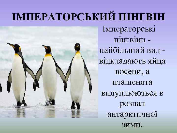 ІМПЕРАТОРСЬКИЙ ПІНГВІН Імператорські пінгвіни найбільший вид відкладають яйця восени, а пташенята вилуплюються в розпал