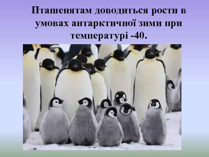 Пташенятам доводиться рости в умовах антарктичної зими при температурі -40. 