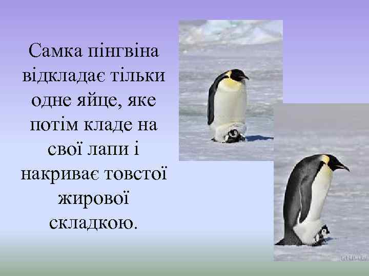 Самка пінгвіна відкладає тільки одне яйце, яке потім кладе на свої лапи і накриває