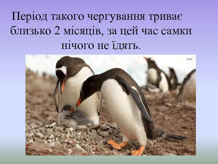 Період такого чергування триває близько 2 місяців, за цей час самки нічого не їдять.