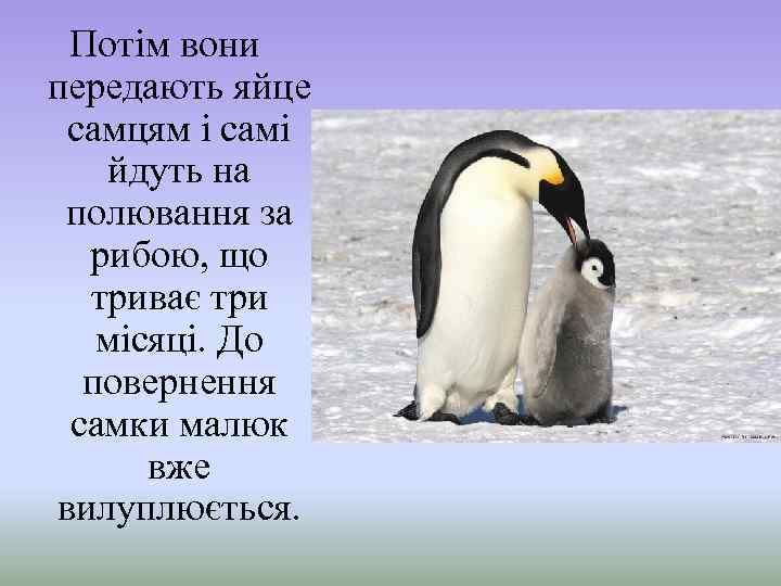 Потім вони передають яйце самцям і самі йдуть на полювання за рибою, що триває