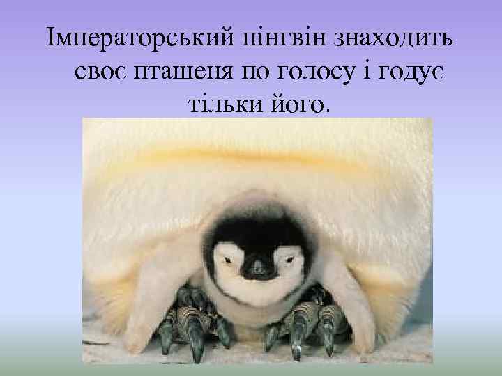 Імператорський пінгвін знаходить своє пташеня по голосу і годує тільки його. 