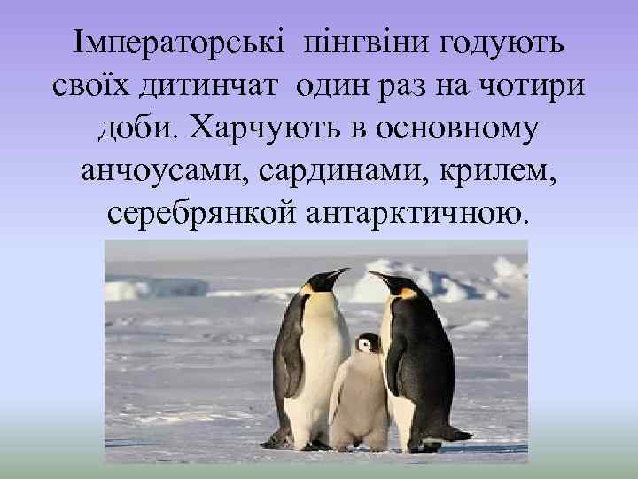 Імператорські пінгвіни годують своїх дитинчат один раз на чотири доби. Харчують в основному анчоусами,