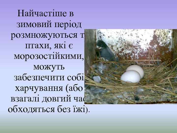 Найчастіше в зимовий період розмножуються ті птахи, які є морозостійкими, можуть забезпечити собі харчування