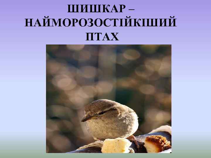 ШИШКАР – НАЙМОРОЗОСТІЙКІШИЙ ПТАХ 
