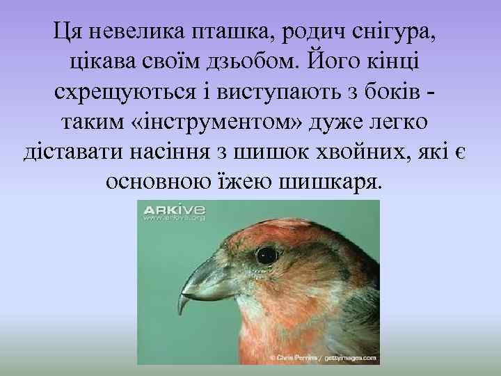 Ця невелика пташка, родич снігура, цікава своїм дзьобом. Його кінці схрещуються і виступають з