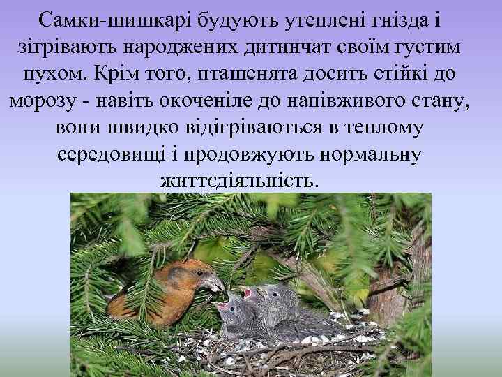 Самки-шишкарі будують утеплені гнізда і зігрівають народжених дитинчат своїм густим пухом. Крім того, пташенята