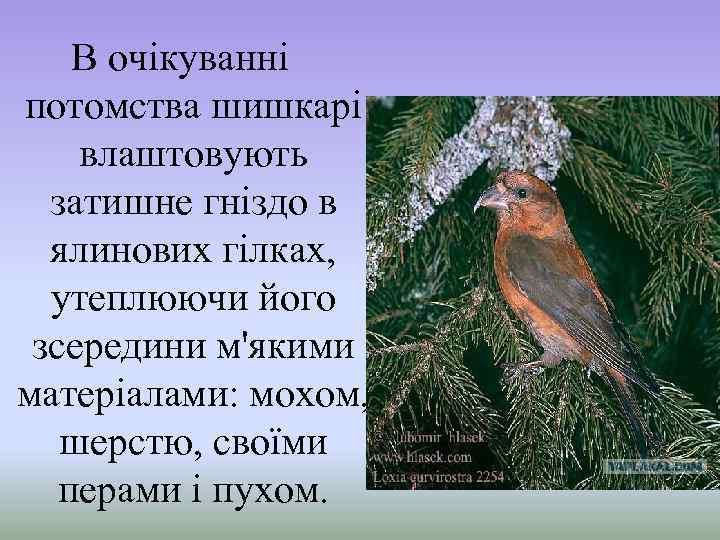 В очікуванні потомства шишкарі влаштовують затишне гніздо в ялинових гілках, утеплюючи його зсередини м'якими