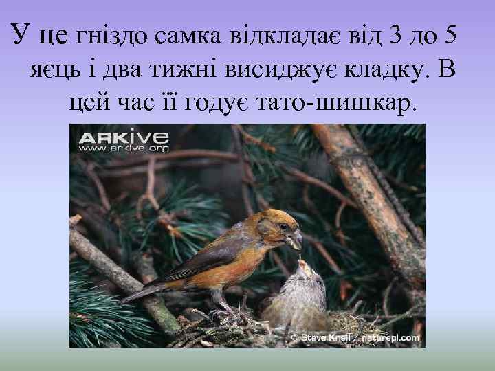 У це гніздо самка відкладає від 3 до 5 яєць і два тижні висиджує