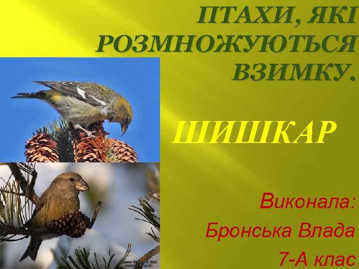ПТАХИ, ЯКІ РОЗМНОЖУЮТЬСЯ ВЗИМКУ. ШИШКАР Виконала: Бронська Влада 7 -А клас 