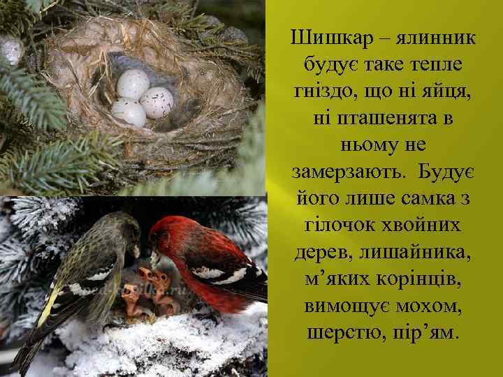 Шишкар – ялинник будує таке тепле гніздо, що ні яйця, ні пташенята в ньому