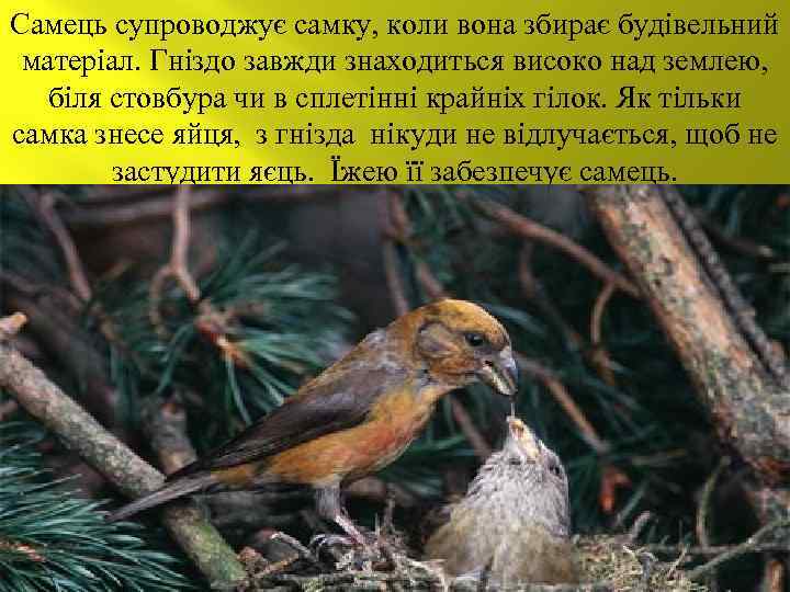 Самець супроводжує самку, коли вона збирає будівельний матеріал. Гніздо завжди знаходиться високо над землею,