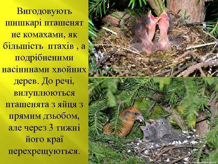 Вигодовують шишкарі пташенят не комахами, як більшість птахів , а подрібненими насінинами хвойних дерев.