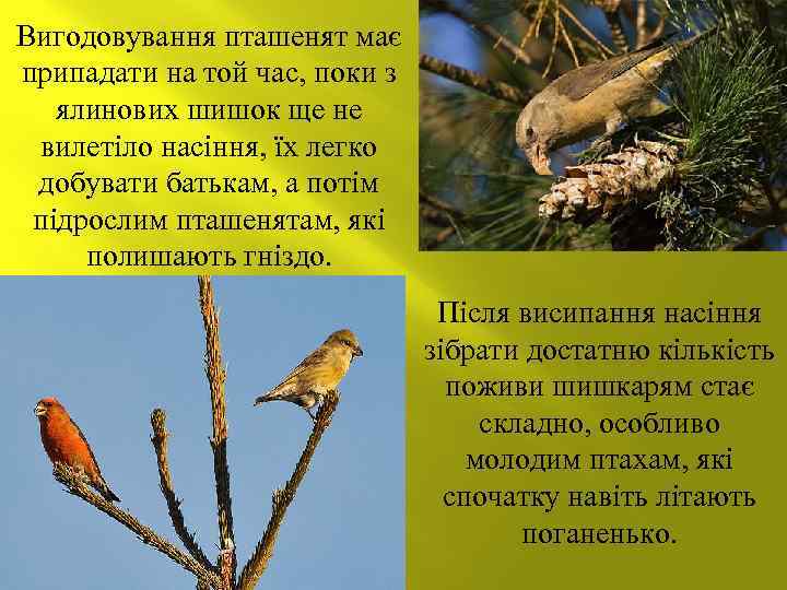 Вигодовування пташенят має припадати на той час, поки з ялинових шишок ще не вилетіло