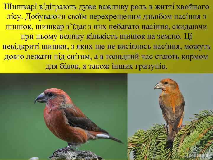 Шишкарі відіграють дуже важливу роль в житті хвойного лісу. Добуваючи своїм перехрещеним дзьобом насіння