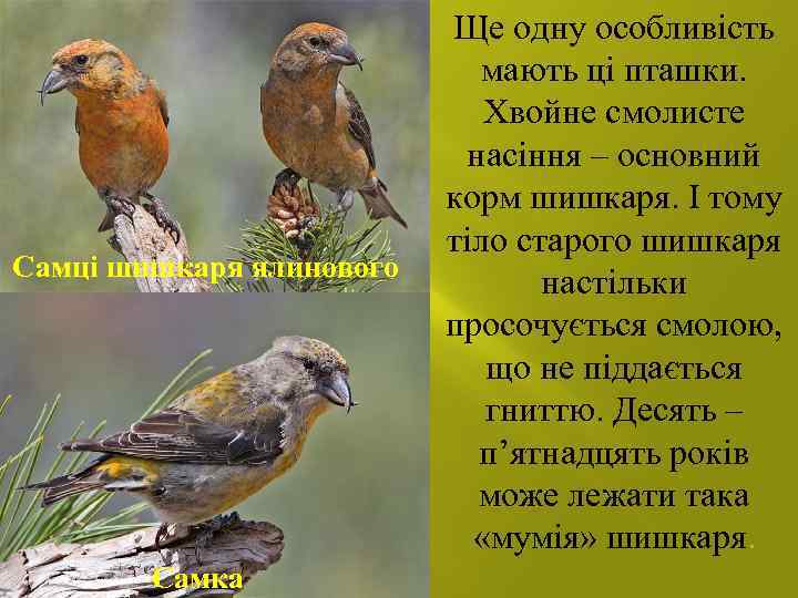 Самці шишкаря ялинового Самка Ще одну особливість мають ці пташки. Хвойне смолисте насіння –