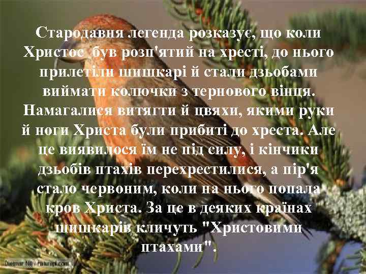Стародавня легенда розказує, що коли Христос був розп'ятий на хресті, до нього прилетіли шишкарі
