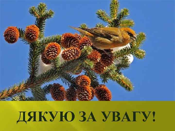 ДЯКУЮ ЗА УВАГУ! 