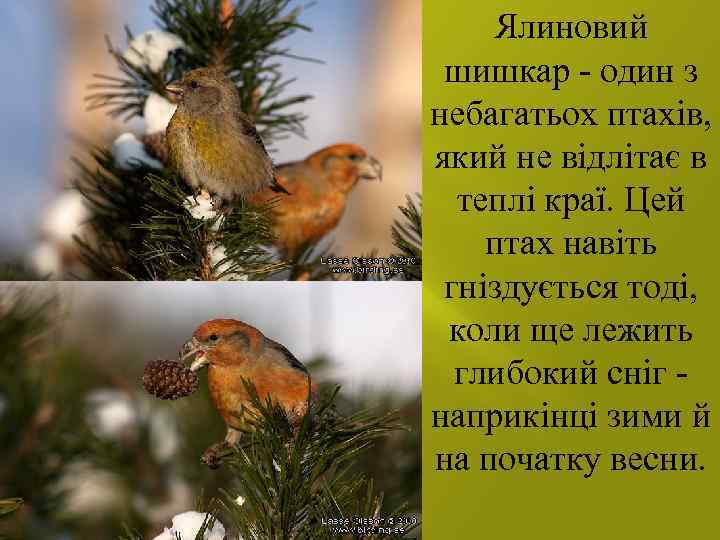 Ялиновий шишкар - один з небагатьох птахів, який не відлітає в теплі краї. Цей