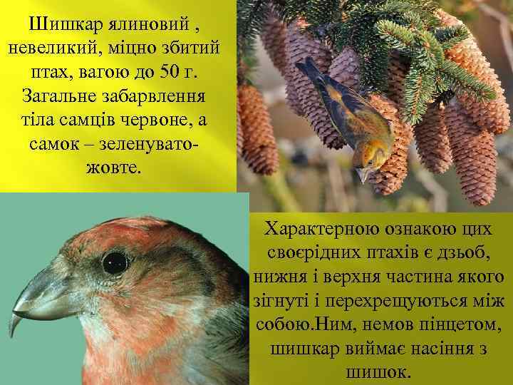 Шишкар ялиновий , невеликий, міцно збитий птах, вагою до 50 г. Загальне забарвлення тіла