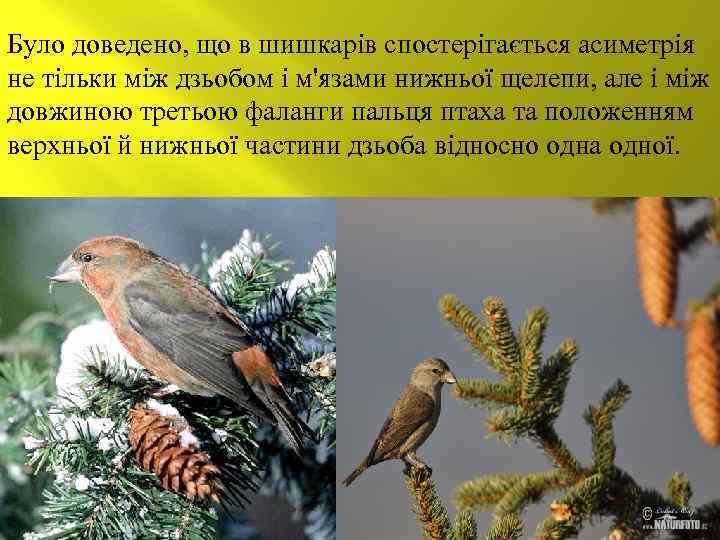 Було доведено, що в шишкарів спостерігається асиметрія не тільки між дзьобом і м'язами нижньої