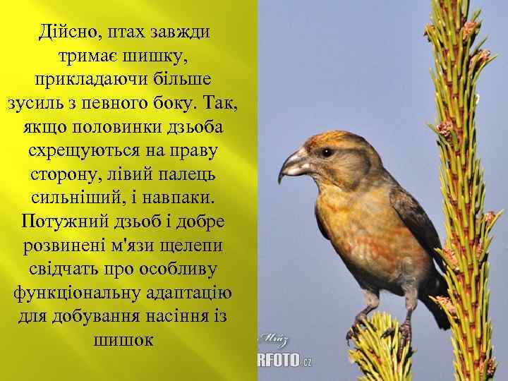 Дійсно, птах завжди тримає шишку, прикладаючи більше зусиль з певного боку. Так, якщо половинки